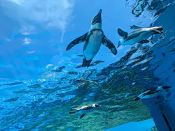 サンシャイン水族館に投稿された画像(2026/8/5)