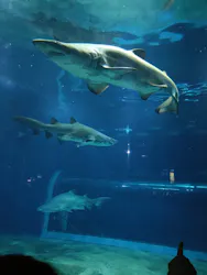 アクアワールド茨城県大洗水族館に投稿された画像(2026/8/5)