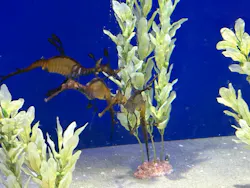 サンシャイン水族館に投稿された画像(2026/8/5)