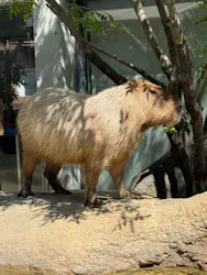 世界淡水魚園水族館 アクア・トトぎふに投稿された画像(2026/8/5)