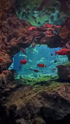 大分マリーンパレス水族館 「うみたまご」に投稿された画像(2026/8/5)