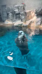 大分マリーンパレス水族館 「うみたまご」に投稿された画像(2026/8/5)