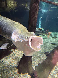 世界淡水魚園水族館 アクア・トトぎふに投稿された画像(2026/8/5)