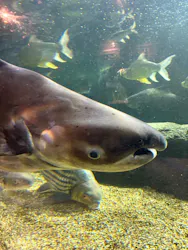 世界淡水魚園水族館 アクア・トトぎふに投稿された画像(2026/8/5)