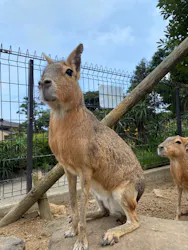 伊豆シャボテン動物公園に投稿された画像(2026/8/5)