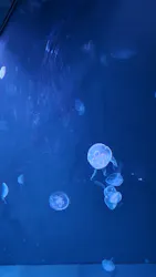 サンシャイン水族館に投稿された画像(2026/8/5)