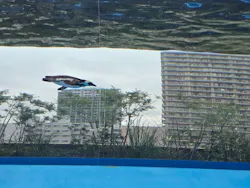 サンシャイン水族館に投稿された画像(2026/8/5)