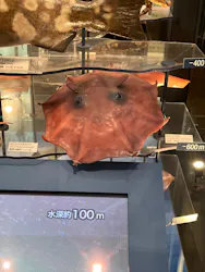 国立科学博物館に投稿された画像(2026/8/6)