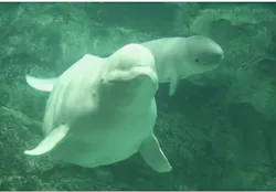 名古屋港水族館に投稿された画像(2026/8/6)