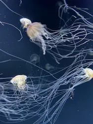 サンシャイン水族館に投稿された画像(2026/8/6)