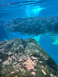 新江ノ島水族館に投稿された画像(2026/8/6)
