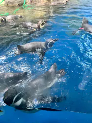 新江ノ島水族館に投稿された画像(2026/8/6)