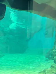名古屋港水族館に投稿された画像(2026/8/6)