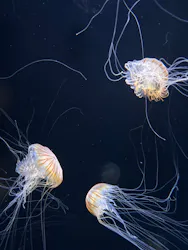 サンシャイン水族館に投稿された画像(2026/8/6)