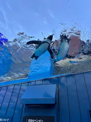 サンシャイン水族館に投稿された画像(2026/8/6)