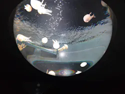 サンシャイン水族館に投稿された画像(2026/8/6)