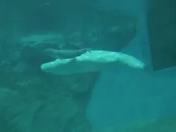 名古屋港水族館に投稿された画像(2026/8/6)