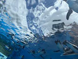 サンシャイン水族館に投稿された画像(2026/8/7)