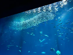 アクアワールド茨城県大洗水族館に投稿された画像(2026/8/7)