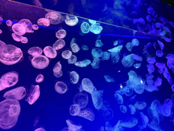 名古屋港水族館に投稿された画像(2026/8/7)