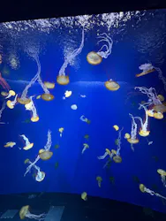 新江ノ島水族館に投稿された画像(2026/8/7)