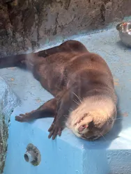 ゼロ距離水族館 伊勢シーパラダイスに投稿された画像(2026/8/7)