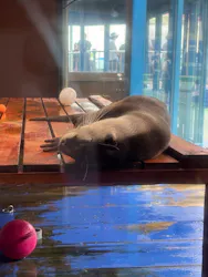 ゼロ距離水族館 伊勢シーパラダイスに投稿された画像(2026/8/7)