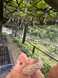 ACAO FORESTに投稿された画像(2026/8/7)