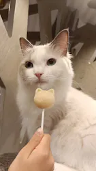 猫カフェモカ 立川店に投稿された画像(2026/8/7)