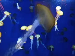 新江ノ島水族館に投稿された画像(2026/8/7)
