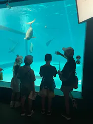 みやじマリン宮島水族館に投稿された画像(2026/8/8)