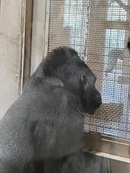 名古屋市東山動植物園に投稿された画像(2026/8/8)