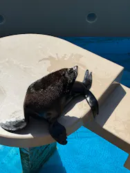 アクアワールド茨城県大洗水族館に投稿された画像(2026/8/8)