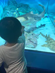 アクアワールド茨城県大洗水族館に投稿された画像(2026/8/8)