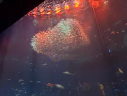 アクアワールド茨城県大洗水族館に投稿された画像(2026/8/8)