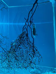 アクアワールド茨城県大洗水族館に投稿された画像(2026/8/8)