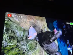 アクアワールド茨城県大洗水族館に投稿された画像(2026/8/8)