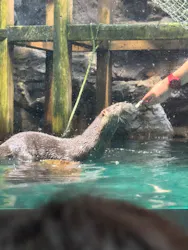 アクアワールド茨城県大洗水族館に投稿された画像(2026/8/8)