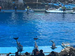 名古屋港水族館に投稿された画像(2026/8/8)