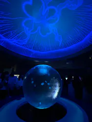 新江ノ島水族館に投稿された画像(2026/8/8)