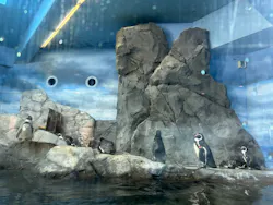 新江ノ島水族館に投稿された画像(2026/8/8)
