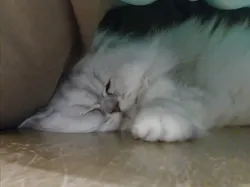 Cat Café MOFF イオンモール豊川店に投稿された画像(2026/8/8)