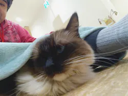 Cat Café MOFF イオンモール豊川店に投稿された画像(2026/8/8)