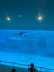 名古屋港水族館に投稿された画像(2026/8/8)
