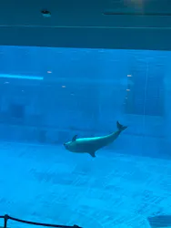 名古屋港水族館に投稿された画像(2026/8/8)