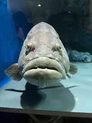 名古屋港水族館に投稿された画像(2026/8/8)