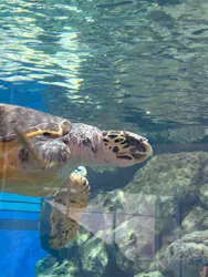 名古屋港水族館に投稿された画像(2026/8/8)