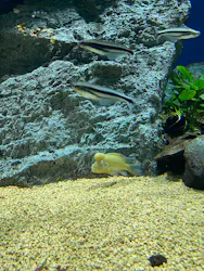 サンシャイン水族館に投稿された画像(2026/8/9)