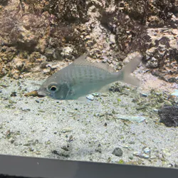 名古屋港水族館に投稿された画像(2026/8/9)