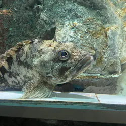 名古屋港水族館に投稿された画像(2026/8/9)